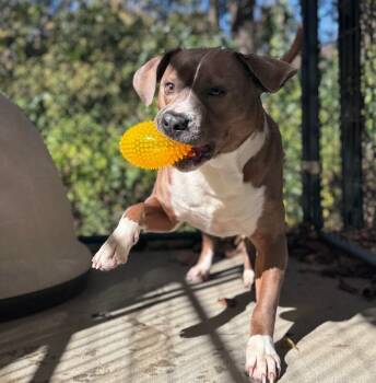 Rescue Labrador Retriever and American Staffordshire Terrier Dogs for Adoption in Disputanta, Virginia - Doobie | PetCurious