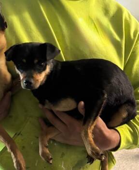 Chihuahua and Mixed Breed Dogs Available for Adoption in Georgetown, Ohio - Blair | PetCurious