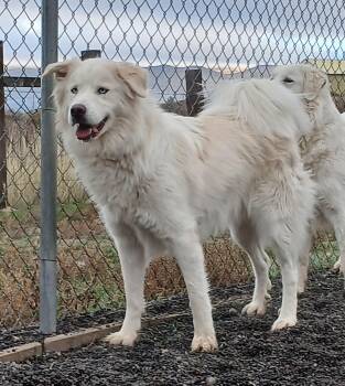 Rescue Great Pyrenees and Husky Dogs for Adoption in Susanville, California - Albus | PetCurious