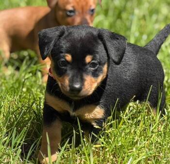 Chihuahua Dogs Available for Adoption in Roseburg, Oregon - Romy | PetCurious