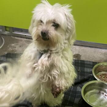 Cece -  Maltese and Mixed Breed Dog for Adoption in Spokane, Washington - Cece | PetCurious