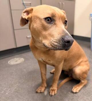 Zuri *AVAILABLE SOON* -  American Staffordshire Terrier Dog for Adoption in Ladysmith, Wisconsin - Zuri *AVAILABLE SOON* | PetCurious