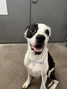 PEACH -  Mixed Breed Dog for Adoption in Dallas, Texas - PEACH | PetCurious