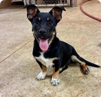 Dachshund and Shepherd Dogs Available for Adoption in Bothell, Washington - Lola | PetCurious