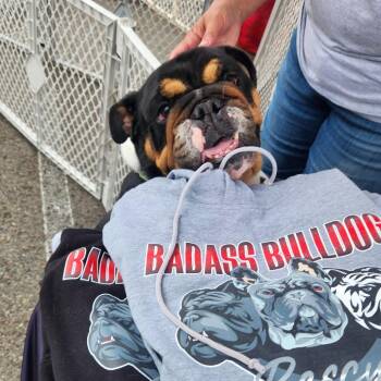 Bam -  English Bulldog Dog for Adoption in Huber Heights, Ohio - Bam | PetCurious