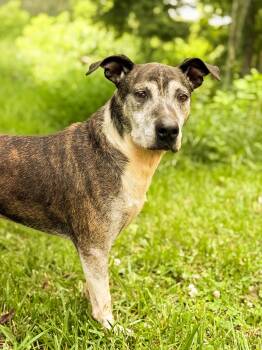 Patricia- Transport -  Mixed Breed Dog for Adoption in Gradyville, Kentucky - Patricia- Transport | PetCurious
