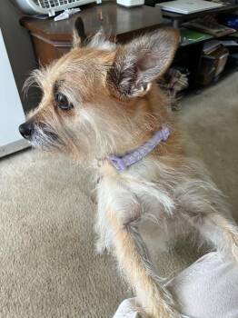 Hope -  Wirehaired Terrier Dog for Adoption - Hope | PetCurious