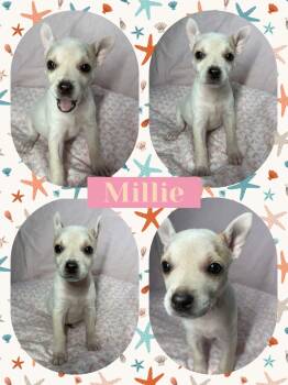 Chihuahua Dogs Available for Adoption in Ringwood, New Jersey - Millie | PetCurious