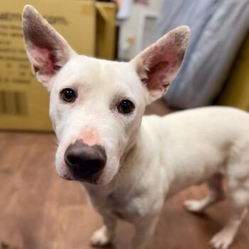 Mixed Breed Dogs Available for Adoption in Milton, Florida - Dobby | PetCurious