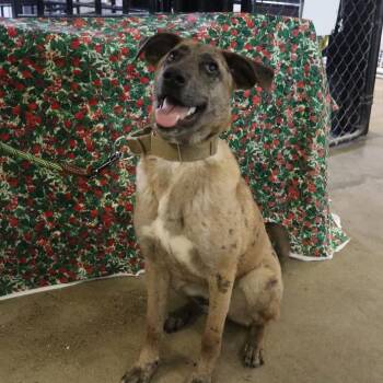 Catahoula Leopard Dog and Shepherd Dogs Available for Adoption in Goshen, Kentucky - Sasha - Paws Behind Bars Trained | PetCurious