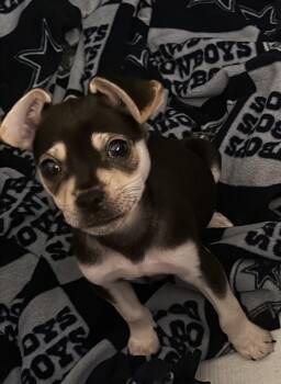 French Bulldog and Chihuahua Dogs Available for Adoption in Discovery Bay, California - Tobias | PetCurious