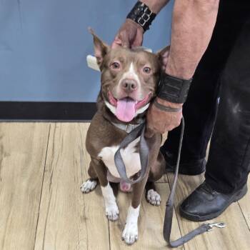 Mixed Breed and Pit Bull Terrier Dogs Available for Adoption in Newark, New Jersey - Cooper | PetCurious