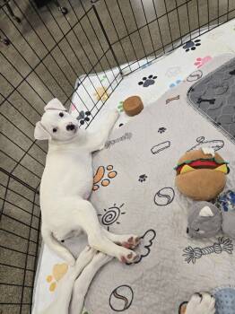 Rescue Jack Russell Terrier and Terrier Dogs for Adoption in Bend, Oregon - Minnie's Puppy 4 | PetCurious