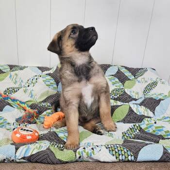 Hound and Shepherd Dogs Available for Adoption - McGee | PetCurious