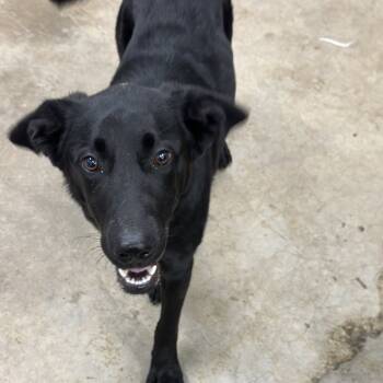 Rescue Mixed Breed Dogs for Adoption in Corbin, Kentucky - Scarlett | PetCurious