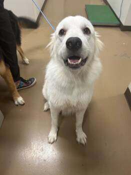 Mina -  Great Pyrenees Dog for Adoption in Springfield, Tennessee - Mina | PetCurious