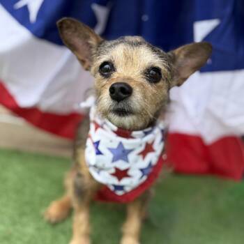 Janice -  Yorkshire Terrier and Mixed Breed Dog for Adoption in Helena, Alabama - Janice | PetCurious