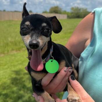 Stanley -  Chihuahua Dog for Adoption in New Orleans, Louisiana - Stanley | PetCurious