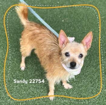 SANDY -  Chihuahua Dog for Adoption in Marietta, Georgia - SANDY | PetCurious