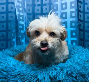 Shaggy -  Terrier Dog for Adoption in Hondo, Texas - Shaggy | PetCurious