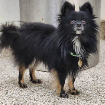 Stoat -  Mixed Breed Dog for Adoption in Auburn, Alabama - Stoat | PetCurious