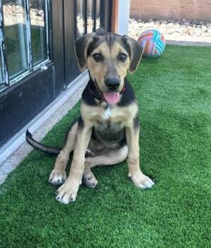 Lilly* -  Mixed Breed Dog for Adoption in El Paso, Texas - Lilly* | PetCurious