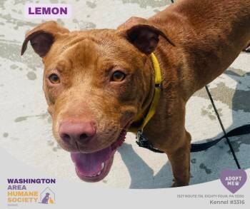 Lemon -  Pit Bull Terrier Dog for Adoption in Eighty Four, Pennsylvania - Lemon | PetCurious