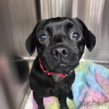 Zeke -  Mixed Breed Dog for Adoption in Uniontown, Pennsylvania - Zeke | PetCurious