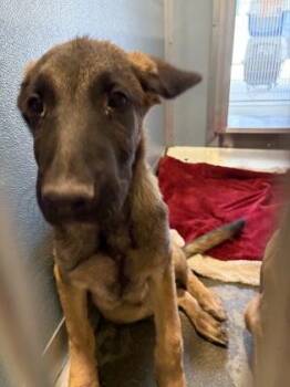 Neddy -  Shepherd and Mixed Breed Dog for Adoption in Fresno, California - Neddy | PetCurious