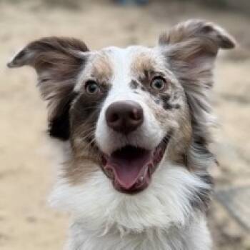 Rescue Australian Shepherd and Border Collie Dogs for Adoption in Alexandria, Virginia - Cookie | PetCurious