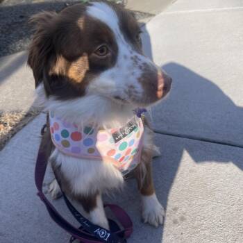 Capp -  Australian Shepherd Dog for Adoption in Ada, Minnesota - Capp | PetCurious