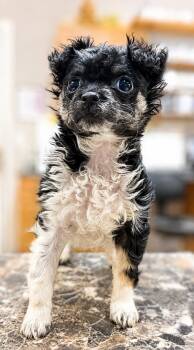 Pip 0178 -  Terrier Dog for Adoption in Waldorf, Maryland - Pip 0178 | PetCurious