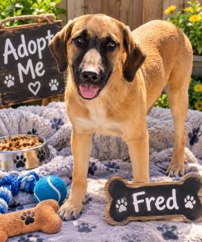 Fred -  Shepherd Dog for Adoption in San Tan Valley, Arizona - Fred | PetCurious