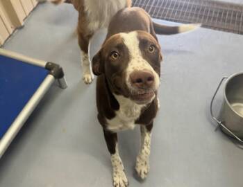 SPONSOR OR FOSTER ME - Mars -  Australian Shepherd Dog for Adoption in Grafton, Wisconsin - SPONSOR OR FOSTER ME - Mars | PetCurious