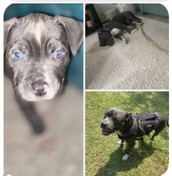 Rescue Cane Corso and Pit Bull Terrier Dogs for Adoption in Pontiac, Michigan - **PLEASE READ FULL DESCRIPTION** Bleu | PetCurious