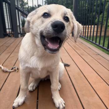 Alfie -  Anatolian Shepherd and Great Pyrenees Dog for Adoption - Alfie | PetCurious