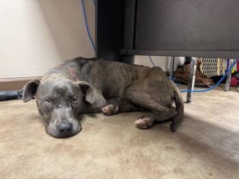 Sweet Tea -  Pit Bull Terrier Dog for Adoption in Springfield, Ohio - Sweet Tea | PetCurious