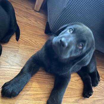 Labrador Retriever Dogs Available for Adoption - Dopey | PetCurious