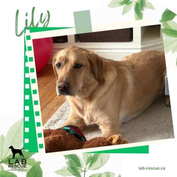 Labrador Retriever and Golden Retriever Dogs Available for Adoption in Oakville, Ontario - Lily | PetCurious