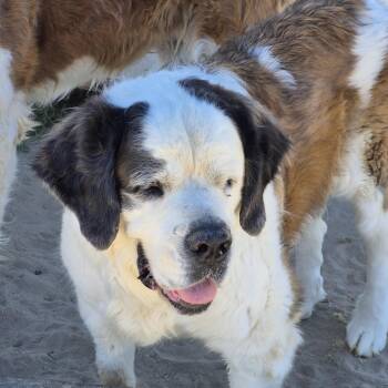 NANI -  Saint Bernard Dog for Adoption in Sparks, Nevada - NANI | PetCurious
