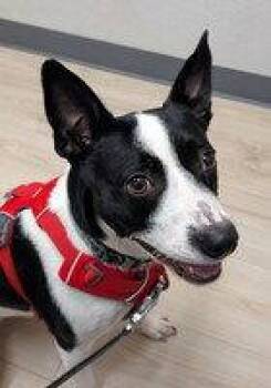 Terrier Dogs Available for Adoption in Fremont, California - Zoey (GA) | PetCurious