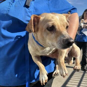 Dachshund Dogs Available for Adoption - Drako-Chino Hills | PetCurious