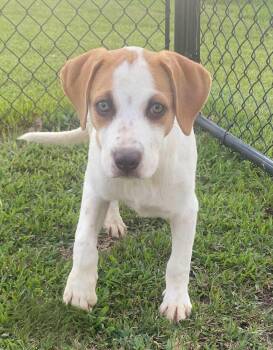 Lilly -  Hound Dog for Adoption in Glocester, Rhode Island - Lilly | PetCurious