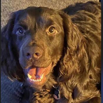 Luke -  Boykin Spaniel Dog for Adoption in Leesburg, Georgia - Luke | PetCurious