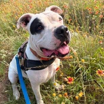 Bernadette -  Dogo Argentino Dog for Adoption in Marble Falls, Texas - Bernadette | PetCurious