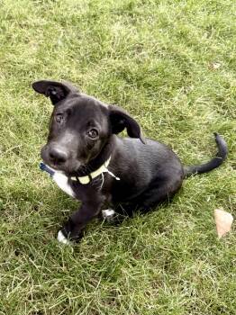Chief -  Labrador Retriever and Border Collie Dog for Adoption in Fort Collins, Colorado - Chief | PetCurious