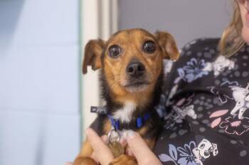 Spike -  Dachshund and Jack Russell Terrier Dog for Adoption in Mountain Home, Arkansas - Spike | PetCurious