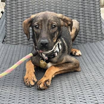 Rescue Terrier Dogs for Adoption in Fairfax, Virginia - Autumn G | PetCurious