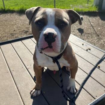 Pit Bull Terrier Dogs Available for Adoption in Chicago, Illinois - Chopper ~ Coming Soon!!! | PetCurious