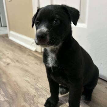 Schnauzer Dogs Available for Adoption - Chloe | PetCurious